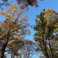 カサカサ遊んでたら🍂