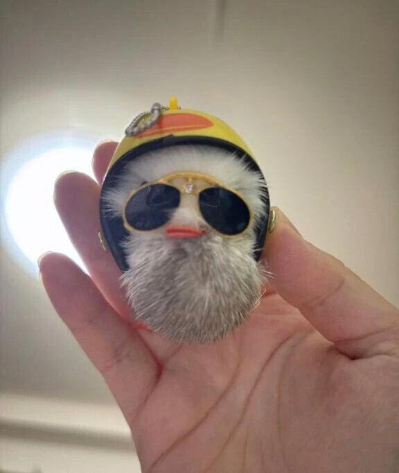 ﾊﾟｰﾘｰﾋﾟｰﾎﾟｰ🐥