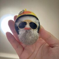 ﾊﾟｰﾘｰﾋﾟｰﾎﾟｰ🐥