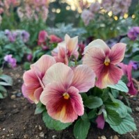 ゆり完全業界未経験