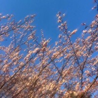 出勤します🌸
