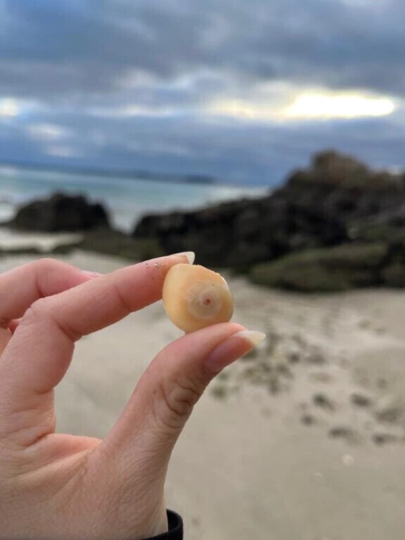 出勤します🐚