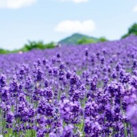 ききょう