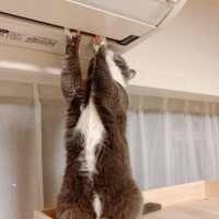 ききょう