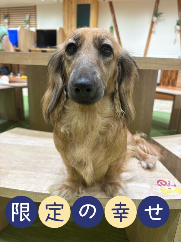モアイちゃん🐕 ͗ ͗