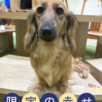 モアイちゃん🐕 ͗ ͗