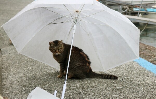 ききょうのひとりごと