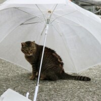 ききょうのひとりごと