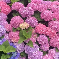 つぐみ