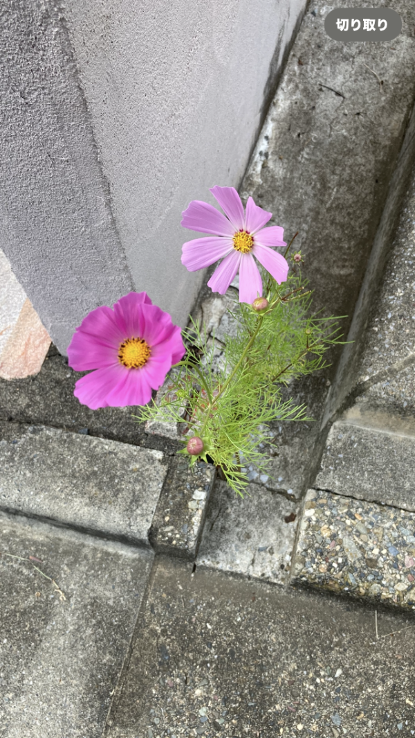 おはようございます