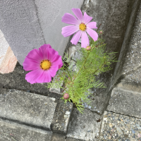 つぐみ