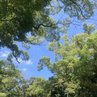 つぐみ