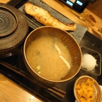 のぎく
