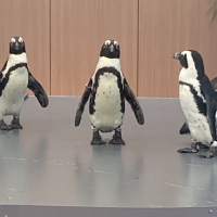 つぐみ