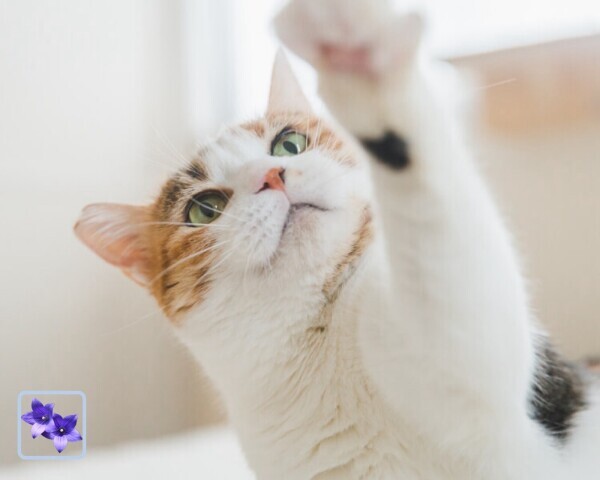 ききょうのひとりごと