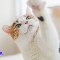 ききょう