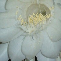 せつな