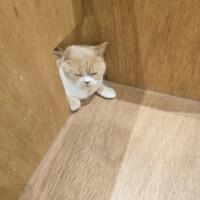 りょう奥様