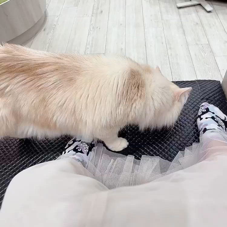 今日はお休み...