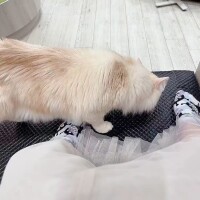 今日はお休み...