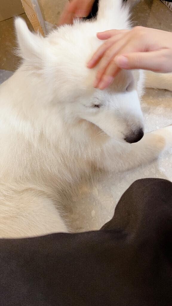 わんこわんわん