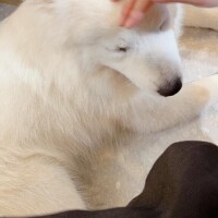 わんこわんわん