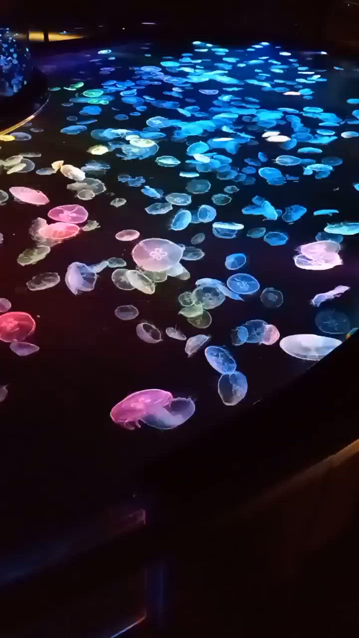 おでかけ
