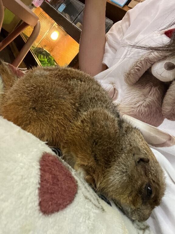 今日はお休み..