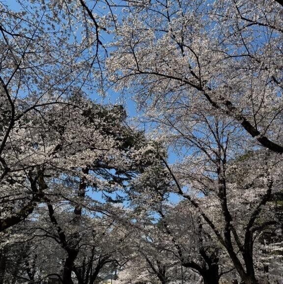 桜?