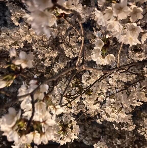 ありがと?