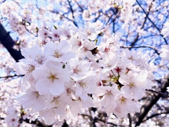 お久しぶりです