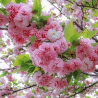 かほ