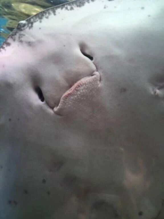 猛暑