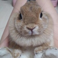 ツバキ◆SP可◆