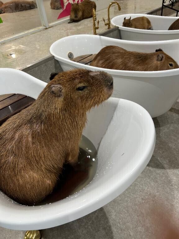 おやすみなさい！