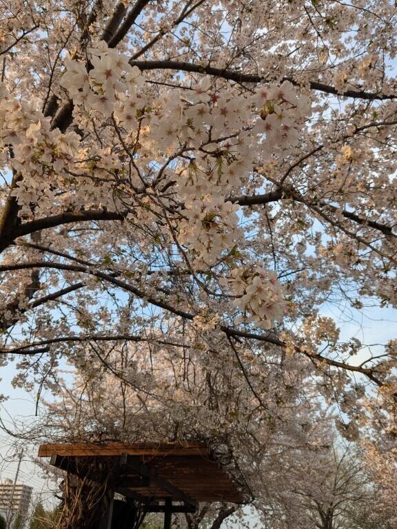 🌸