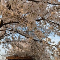 イノリ