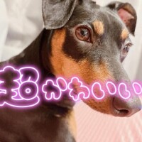おはよん