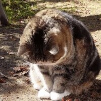 メグミ