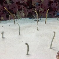 マイ◆SP・即可◆