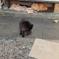 猫ちゃん