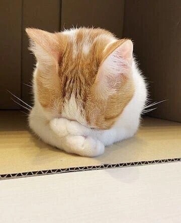 すみません(;_;)