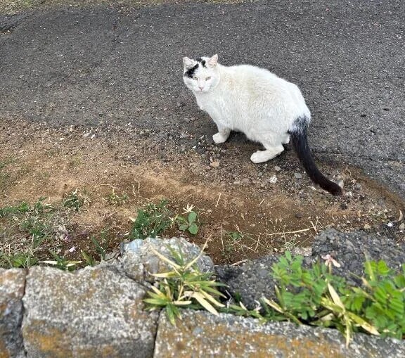 猫カフェ行きたい