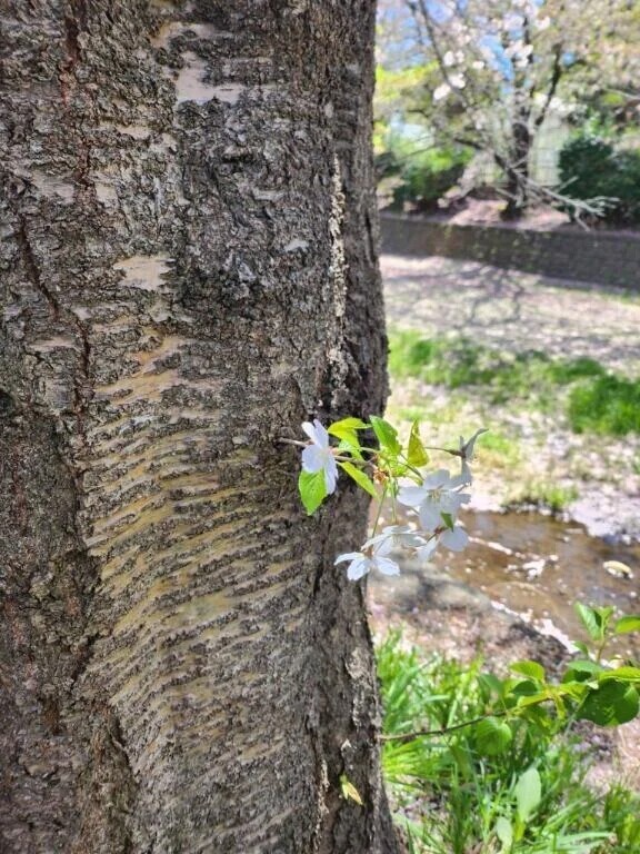 桜