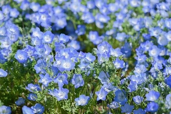花言葉