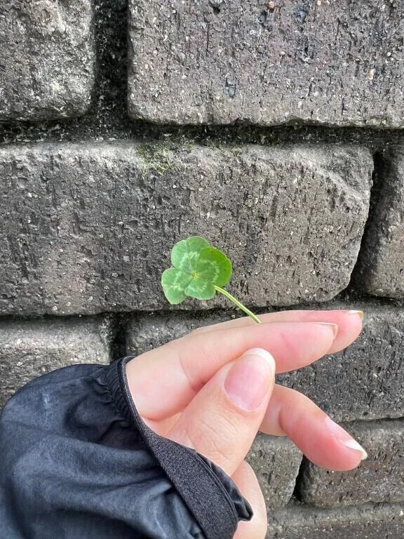 朝