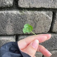 朝