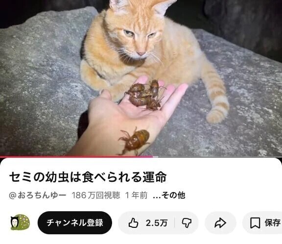 ぽこちんゆー