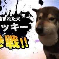 チサト