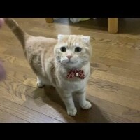 こっちみんな